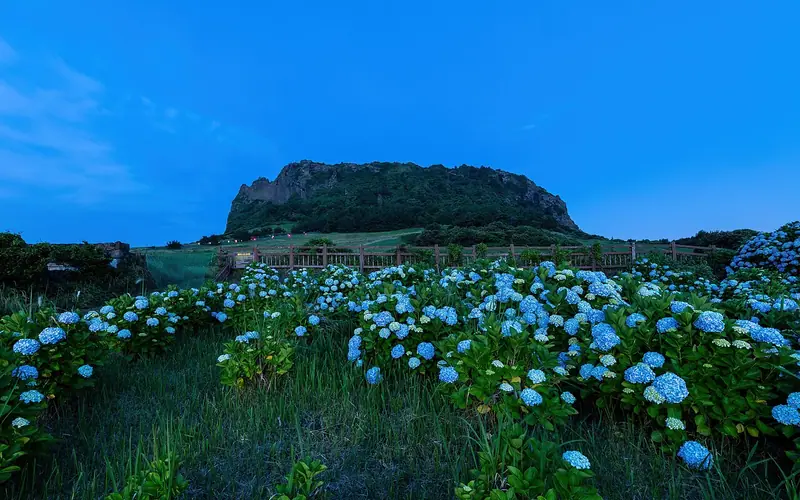 Hydrangeas in front of Seongsan Ilchulbong, Jeju Island